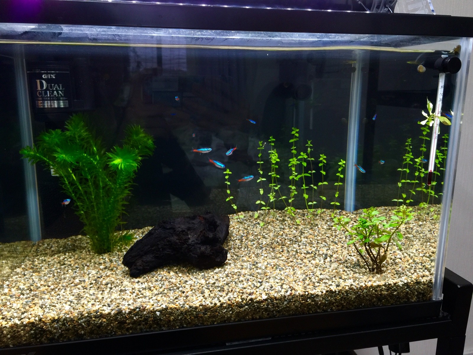 アクアリウム 45cm水槽立ち上げ 6日目 日々の小さな楽しみ