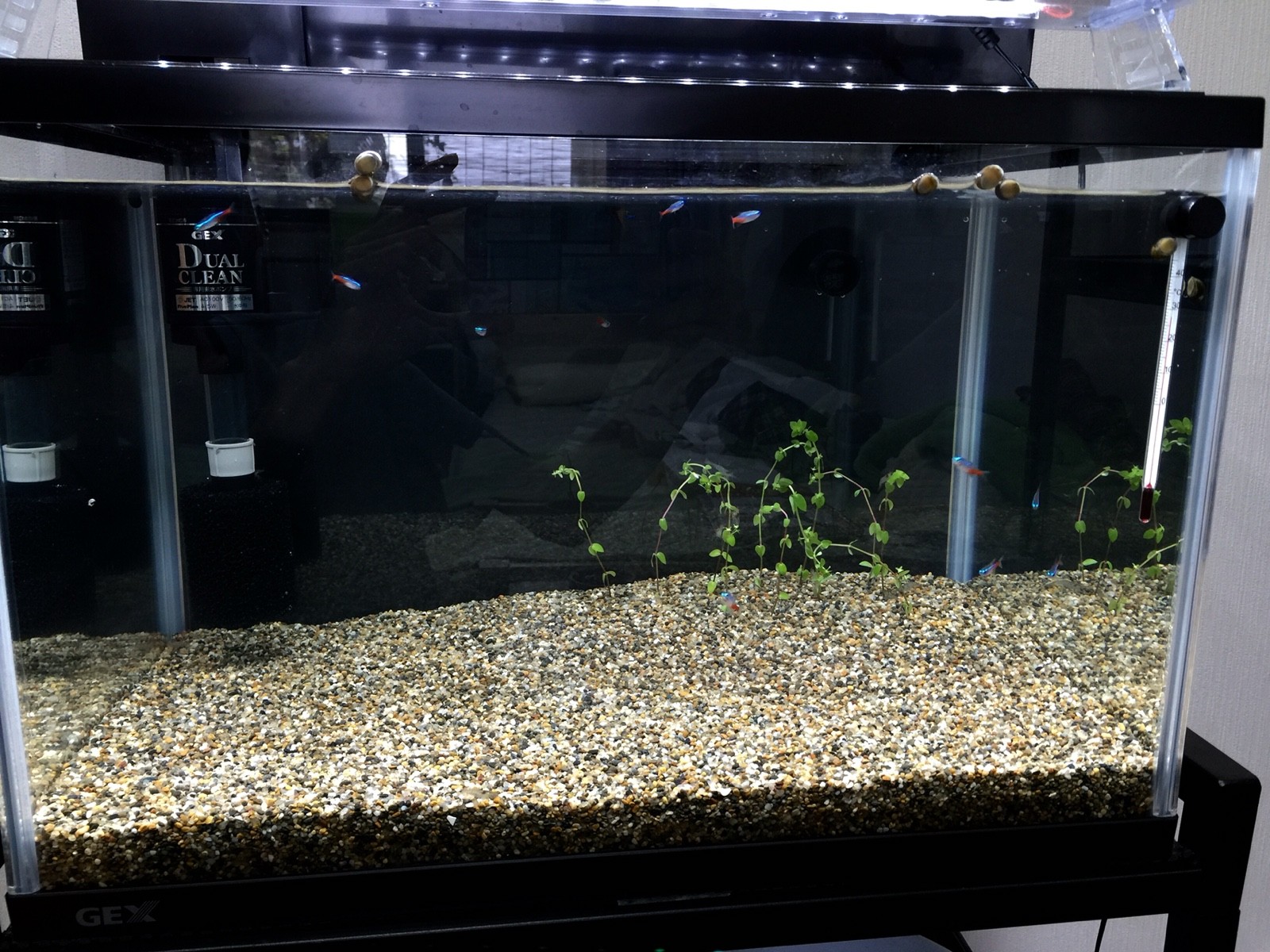 アクアリウム 45cm水槽立ち上げ 3日目 日々の小さな楽しみ