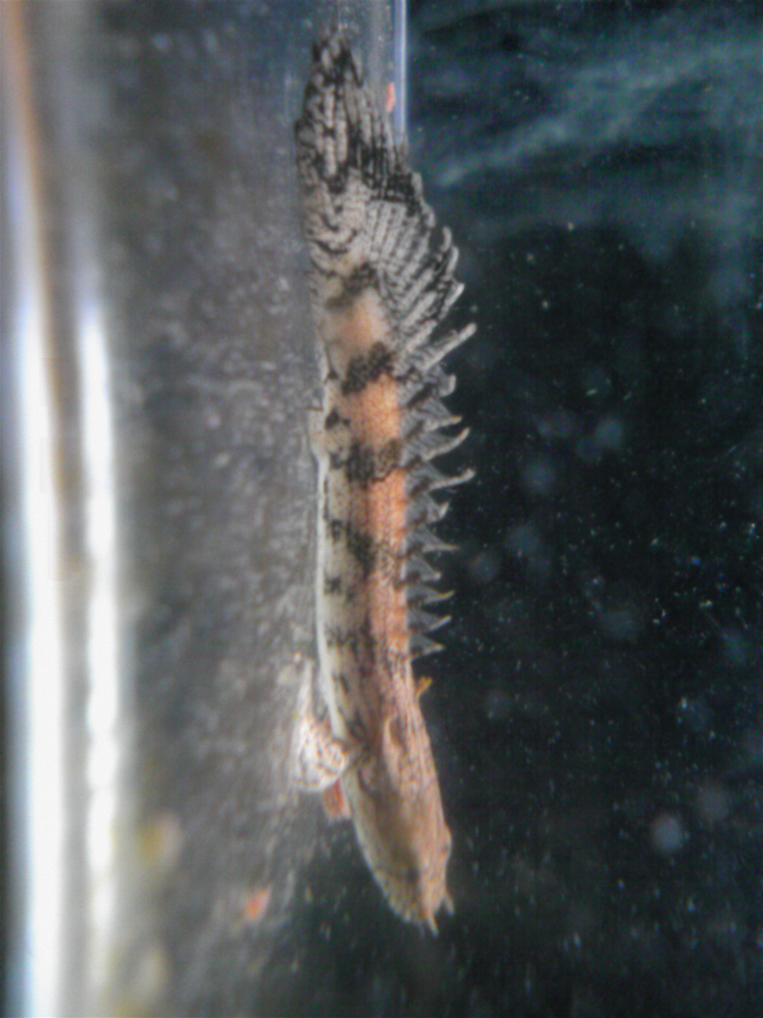 ﾎﾟﾘﾌﾟﾃﾙｽ ｴﾝﾄﾞﾘｹﾘｰ アジアアロワナの飼育 ｱﾛﾜﾅ ﾎﾟﾘﾌﾟﾃﾙｽ ｵｽｶｰ