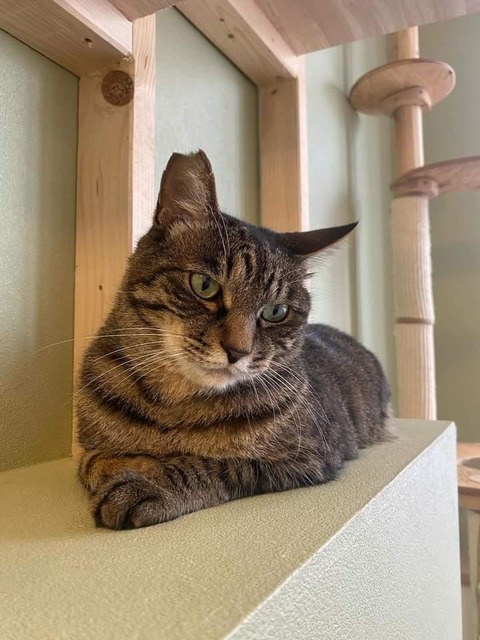 ねこへや