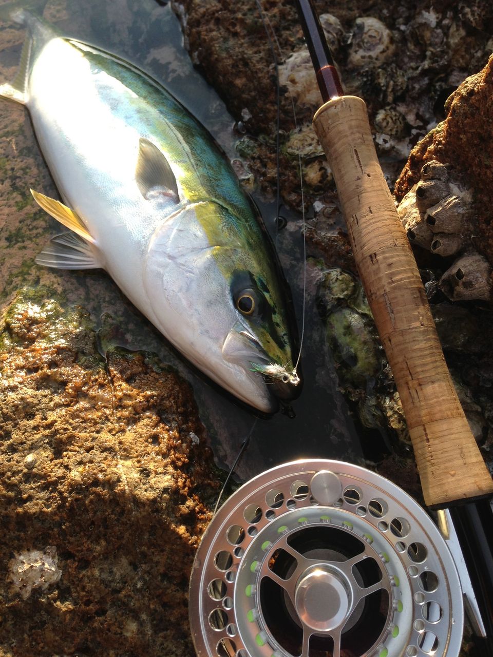 フライフィッシングで狙うショア青物 Rock On