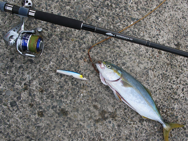 ツバスですが なんとか１匹 Rock On