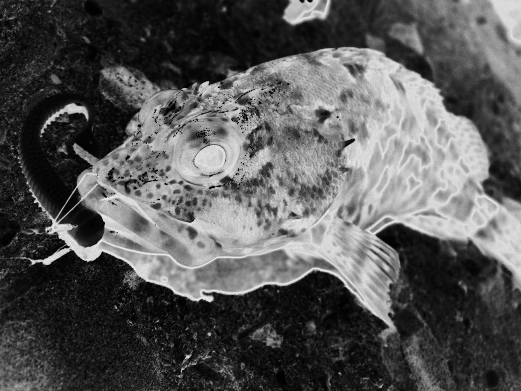 ガシラ専門 ガシング ２ Rock On