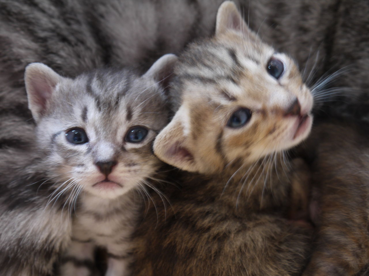 猫!猫!猫!猫!子猫 : 猫のビッグダディー