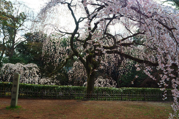 gyoen20180323-01