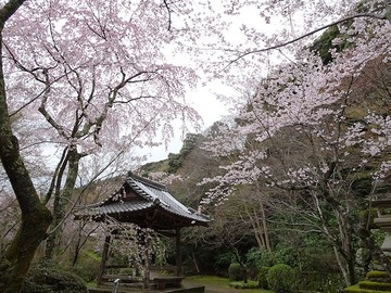 syojiji20170409-10