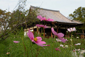 802hannyaji 802hannyaji