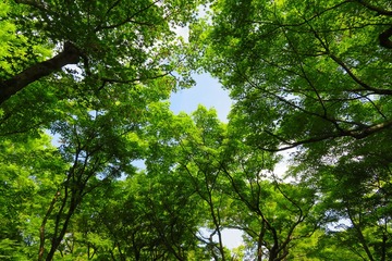 tohukuji2020.6.2-08