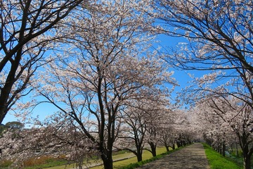 takatokigawa20190413-01