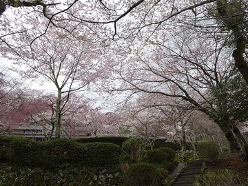 syojiji20170409-08