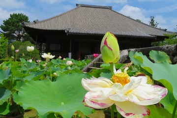 saidaiji20190729-03