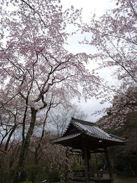 syojiji20170409-09