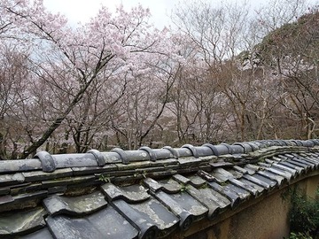 syojiji20170409-02