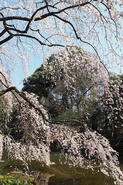 gyoen20170402-2