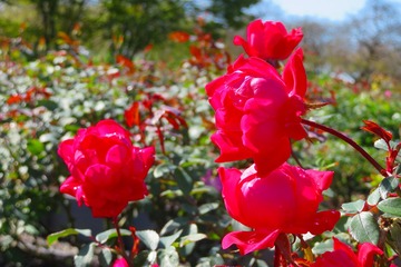 izumikankyokoen20201020-04