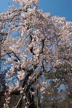 gyoen20170402-4