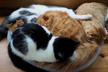 kobeanimal20170920-7