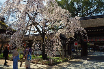 hiranojinja20180323-02