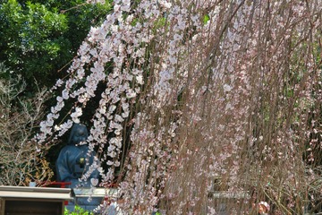 senbonsyakado20200321-03