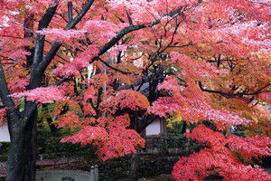 Saikyoji05 Saikyoji05
