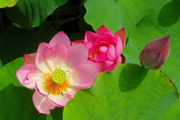 kikoji20200623-04