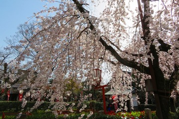 hushimi20200321-07