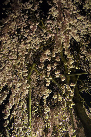 24uji 24uji