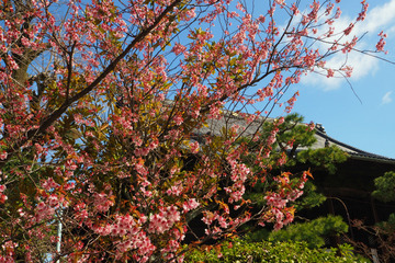 tionji20180323-02