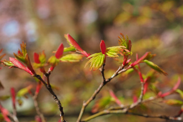 gyoen20180323-06