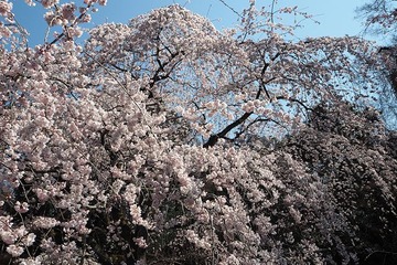 gyoen20170402-5