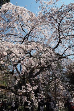 gyoen20170402-3