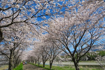 takatokigawa20190413-03