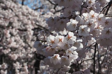 gyoen20170402-1