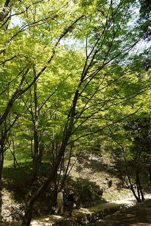 Yamasa06 Yamasa06