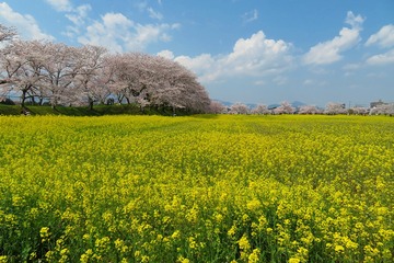 hujiwarakyu20200404-02