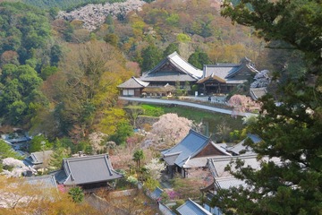 hasedera20190408-06