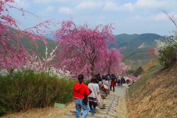 takaminosato20190421-08