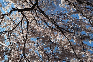 gyoen20170402-6