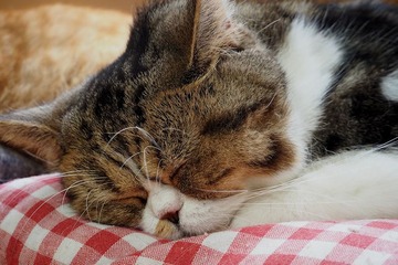 kobeanimal20170920-6