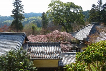 jurinji20200321-03