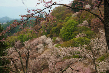 04kamisenbon20180404-11