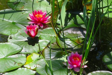 ryuogahuti20190523-02
