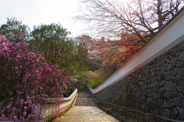 hasedera20190408-03