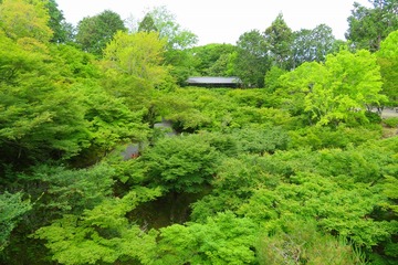 tohukuji2020.6.2-03