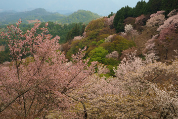 04kamisenbon20180404-09