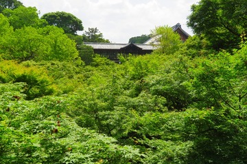 tohukuji2020.6.2-01