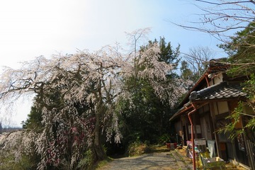 tenyakuji20190407-01