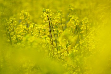 hujiwarakyu20200404-03