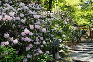 okadera20170430-04