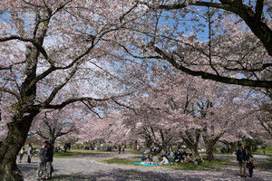 15arashiyama